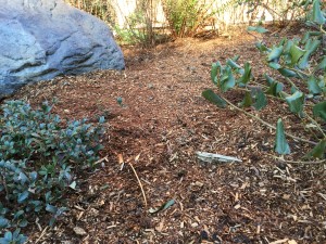 Mulch and Compost on Peninsula College's Campus